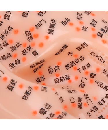 Ear Massage Acupuncture Model Safe to Use PVC Material Ear Acupuncture Model for Home Medicine