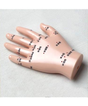 Acupuncture Hand Model Reflexology Acupoint Medical Study Kit - Buy Online on SooperMarket.com