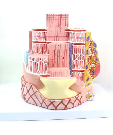 Enlarge 40 000 Times Skeletal Muscle Fiber MicroAnatomy Model Medical Education Training aid Science Kits - Buy Online on SooperMarket.com