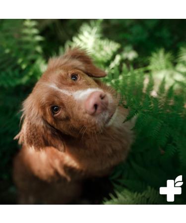 Reavet Grass Mites Spray 500ml - Effective Defense & Care for Dogs | Anti-Mites Spray & Itch Relief - Buy Online on SooperMarket.com