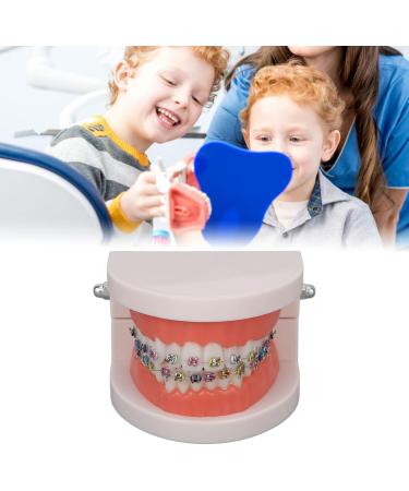 Buy Typodont & Demonstration Tooth Model | Educational Dental Training Tools for Labs - Buy Online on SooperMarket.com