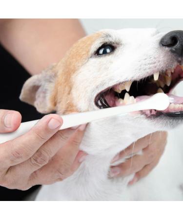 BELLIFFY 4pcs Pet Toothbrush Cat Care Toothbrush Manual Dog Toothbrush Toothpaste Plastic - Buy Online on SooperMarket.com