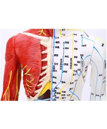 Model Anatomy Professional Medical Acupuncture Male 60 cm Super Clear Letters Media Skin Middle Muscle Model Acupoint - Buy Online on SooperMarket.com