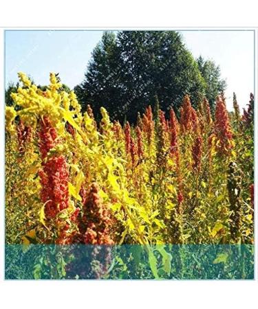 Portal Cool Semi cinesi Quinoa Semente Quinoa Grains Casa Giardino 200 pc - Buy Online on SooperMarket.com
