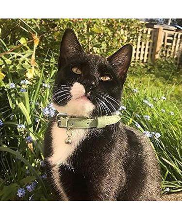 Animal Outfitters UK Purrfect Pastel Collection Cat Collar | Mint Silver Bell | Adjustable Breakaway Kitten Collar - Buy Online on SooperMarket.com