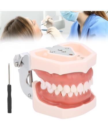 Removable Tooth Model for Dental Education | Simulation Teeth Restoration & Bridge Implants Teaching Aid - Buy Online on SooperMarket.com
