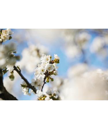 L'Occitane Cherry Blossom Shimmering Lotion 8.40 fl. oz - Hydrating Body Lotion with Shimmer - Buy Online on SooperMarket.com