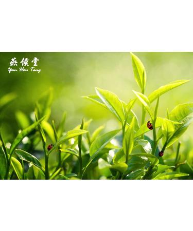 Yan Hou Tang Organic Green Oolong Tea Loose Leaf - 150g | Full Four Seasons Spring | High Mountain Raw Low Fermented | Fragrant Taste | Formosa Taiwan - Buy Online on SooperMarket.com