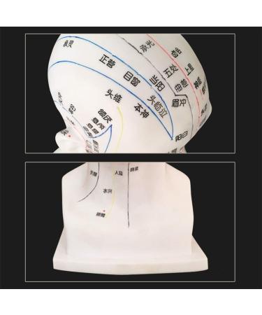 30 cm acupoint Head Model in Medical Body Meridian Teaching Diagram Acupuncture Multi-Functional Head Exquisite Display Room - Buy Online on SooperMarket.com