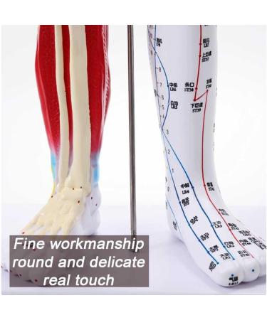 Male Acupuncture and Muscle Model Acupuncture Manikin 85Cm Meridian Anatomy Models with Accurate Lettering of Acupuncture Points for Teaching Training Presentation - Buy Online on SooperMarket.com