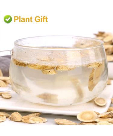 Buy Astragalus Root Tea 120g | Pure Herbal Caffeine-Free No GMOs - Premium Chinese Tea for Wellness - Buy Online on SooperMarket.com