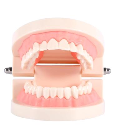Model Teeth Dental Study - 10x8x7 PVC Teaching Aid for Kids | Learn to Brush Teeth - Buy Online on SooperMarket.com