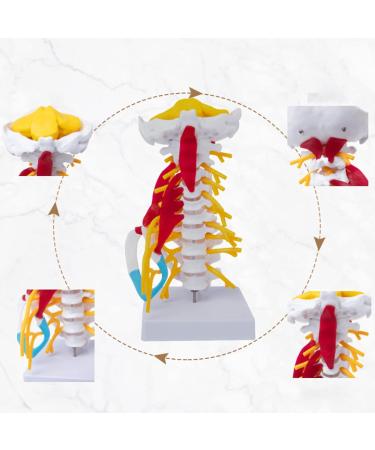 1:1 Life Size Cervical Vertebrae Vertebral Body Cervical Spine Nerve Model Human Anatomy Spinal Cord Cervical Vertebrae Skeleton - Buy Online on SooperMarket.com