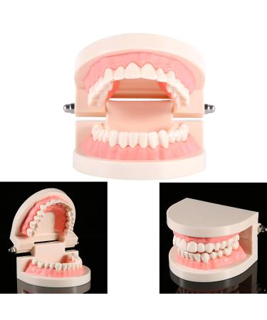 Standard-Tech 1-Part PVC Dental Apprenticeship Model - Ideal for Tooth Brushing Demonstration & Teaching - Buy Online on SooperMarket.com