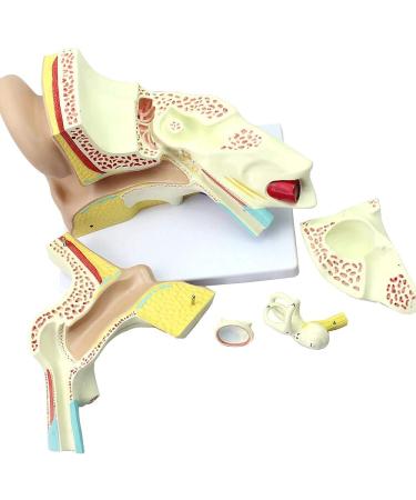Ear Anatomy Template. Hearing System Template. Typhoupling Ear Texture Template - Buy Online on SooperMarket.com