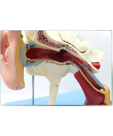 Human Medical Ear Anatomic Model of The Inner Ear of The Inner Ear of The Eardrum The Temporal Bone Ear Nose and Throat for Veterinary Anatomy Learning - Buy Online on SooperMarket.com