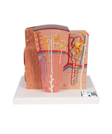 3B Scientific K13 Microanatomy Kidney Model 7.5-Inch Lengthx9.3-Inch Widthx10-Inch Height