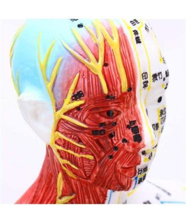 Model Anatomy Professional Medical Acupuncture Male 60 cm Super Clear Letters Media Skin Middle Muscle Model Acupoint - Buy Online on SooperMarket.com
