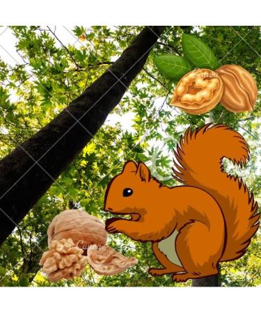 New Harvest 2022: 25kg Raw & Unprocessed Walnuts in Bowl for Squirrels - 100% Vegan & Natural - Buy Online on SooperMarket.com