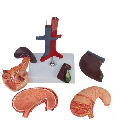 Model of The Human Liver Model of The Liver and The Duodenum and The Pancreas Model of The Liver in Life Simulation Model of The Hepatobile Digestor Organ - Buy Online on SooperMarket.com
