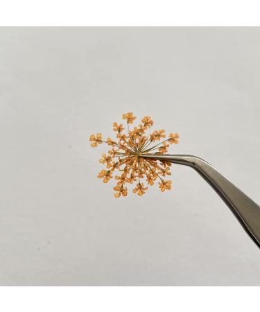 100pcs Ammi Majus Natural Pressed Dried Flowers for Resin, Soap & Candle Making (Orange) - Buy Online on SooperMarket.com