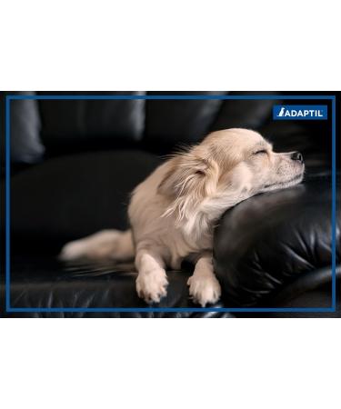 ADAPTIL Refill - Calms & Comforts Dogs at Home When Home Alone or During Loud Noises & Stressful Events - Use ADAPTIL for Dogs with ADAPTIL Diffusers (30 Day Supply ADAPTIL Refill C133) - Buy Online on SooperMarket.com