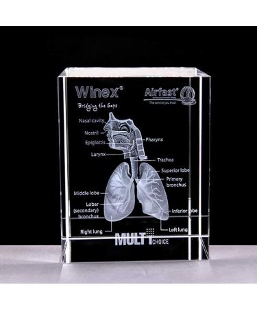 Model of The Human Respiratory System 3D Carved Crystal Medical aids - Buy Online on SooperMarket.com