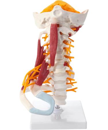 Human Anatomical Model Cervical Vertebra Model Cervical Spine with Neck Artery Occipital Bone Disc and Nerve Modelflexible - Buy Online on SooperMarket.com