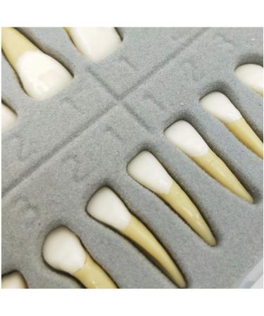 Dental Model - Teeth Model - 28 Pieces Two-Tone Permanent Teeth Study Analysis Demonstration Teeth - Buy Online on SooperMarket.com