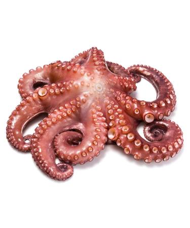 Fresh Octopus Whole 750 gr