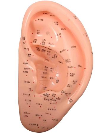 Model of Human-Anatomic Anatomical Tool Ear Acupuncture Showing Various Acupuncture Points and is Listed in The Red Dots Height 23 cm - Buy Online on SooperMarket.com