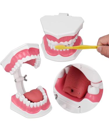 Teeth Model Toothbrushes - Dental Teaching Tool Kit | 120 Open & Clear View for Effective Learning - Buy Online on SooperMarket.com