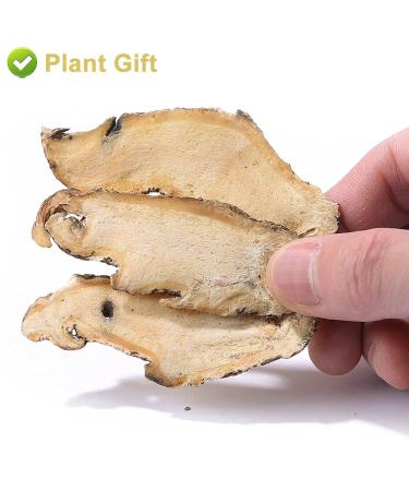 Buy Organic Angelica Root 70g - Dried Cut Root & Tea | Premium Archangelica Officinalis for Herbal Remedies - International Shipping - Buy Online on SooperMarket.com