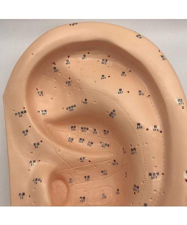 Ear Acupuncture Template Template - Human Giant Ear Acupuncture Template - Chinese Medicine Ear Pattern - Buy Online on SooperMarket.com