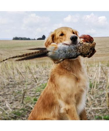 Romneys Pheasant Dummy 500g | Real Plumage & Feather Training Dummy for Hunting Dogs | Floatable Wild Dummy - Buy Online on SooperMarket.com