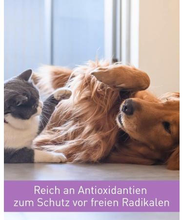 Lega Phyton 200 - Liver Support Tablets for Dogs & Cats | Silymarin Supplement | 24 Tablets - International Shipping Available - Buy Online on SooperMarket.com