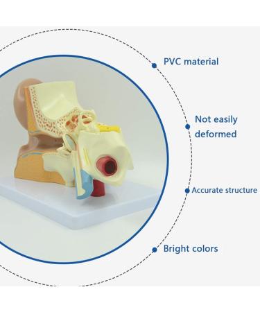 Human Ear Model 3X Enlarged 3-Piece Ear Anatomy Model Professional Ear Simulation Model Shows External Middle and Inner Ear for Medical Education - Buy Online on SooperMarket.com