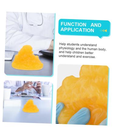 Gatuida Nutritionist 2pcs Fat Model Models Human Body Fat Replica Human Body 1-Pound Fat Replica Base Fitness Sports Fat 1lb - Buy Online on SooperMarket.com