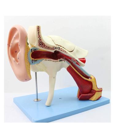 Human Ear Human Ear Body Model Medium Ear Ear External Ear Membrane Temporal Ear Ear Model Educational Model (Size: 16.1x17.3in)