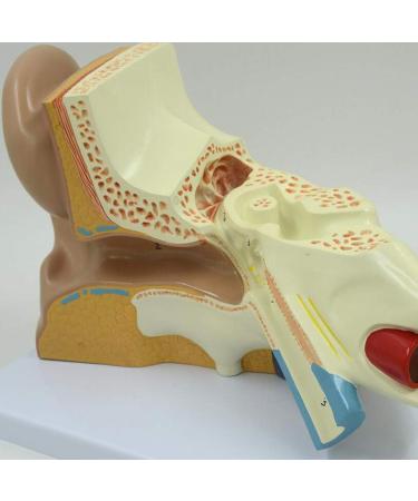 Human Ear Model Professional Ear Simulation Model 6X Magnification Human Organ Model Ear Model 5-Piece Medical Education Model - Buy Online on SooperMarket.com