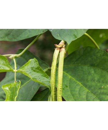 Organic Black-Eyed Peas 5 Pounds - Raw Dried Cow Peas Non-GMO Kosher Bulk Beans | Product of USA - 5lb Pack - Buy Online on SooperMarket.com