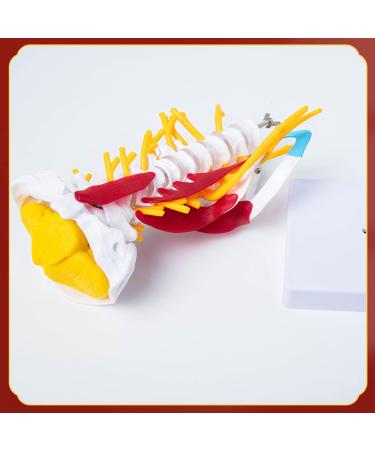 Human Cervical Spine Model Body Model Learning Props Cervical Spine Muscle and Nerve Anatomy Spine Bone Model - Buy Online on SooperMarket.com