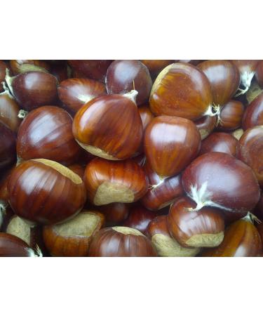 Organic Roasted Chestnut Pouches from Ardeche - Pack of 12, 3.5 oz - Ready-to-Eat Whole Chestnuts from France - Buy Online on SooperMarket.com