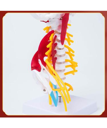 Human Cervical Spine Model Body Model Learning Props Cervical Spine Muscle and Nerve Anatomy Spine Bone Model - Buy Online on SooperMarket.com