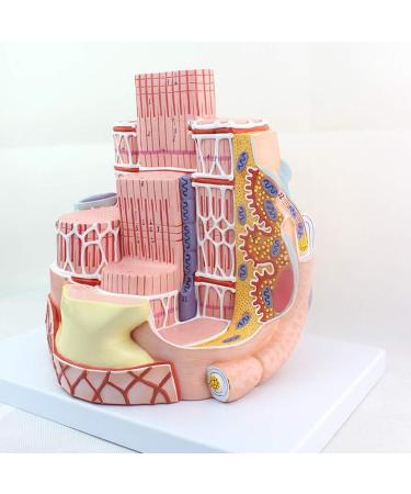 Enlarge 40 000 Times Skeletal Muscle Fiber MicroAnatomy Model Medical Education Training aid Science Kits - Buy Online on SooperMarket.com