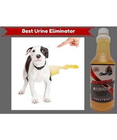 DESTROYER - Ultimate Permanent Urine Stain & Odor Remover | No More Re-Marking | Dissolves Urine Salts - Buy Online on SooperMarket.com