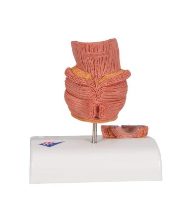3B Scientific K27 Hemorrhoid Model 5.5-Inchx3.9-Inchx5.5-Inch - Buy Online on SooperMarket.com