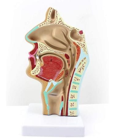 Model of The Nasal Cavity - 1: 1 Life Size Oral Neck Anatomical Model Nasopharyngeal cave - Training aid Medical Training Materials - Buy Online on SooperMarket.com