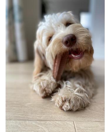 Bamboodles Peanut Butter T-Bone Dog Chew Toy - Medium | Durable & Natural Chew for Dogs - Buy Online on SooperMarket.com