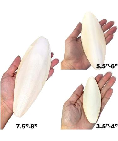 Pack of 4 Medium Cuttlebones for Birds, Tortoise, Snails, and Parakeets - Calcium Block Alternative for All Breeds - 3.5 to 4 Inches - Buy Online on SooperMarket.com